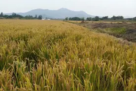 建议给以前交过公粮和农业税的老农民一次性发5000元补贴图片