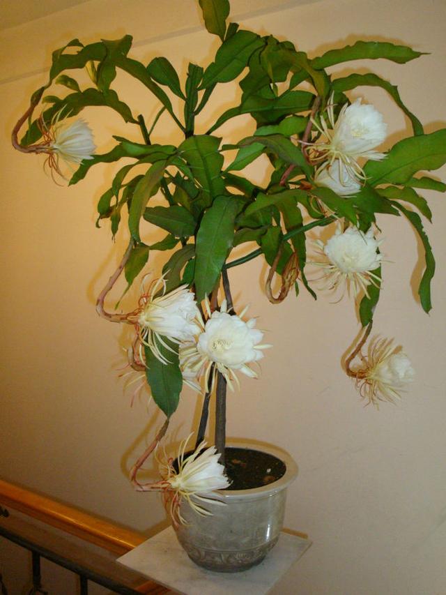 想要养昙花,用一片叶子就可以扦插一盆,花儿又大又美仙气十足