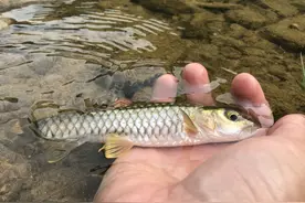 粗鳞鱼：常被误认为是“草鱼”，人称“水中精灵”图片