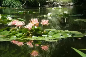 睡莲叶子老是烂，水里长虫，怎么促进开花？这些问题都统一回答了图片
