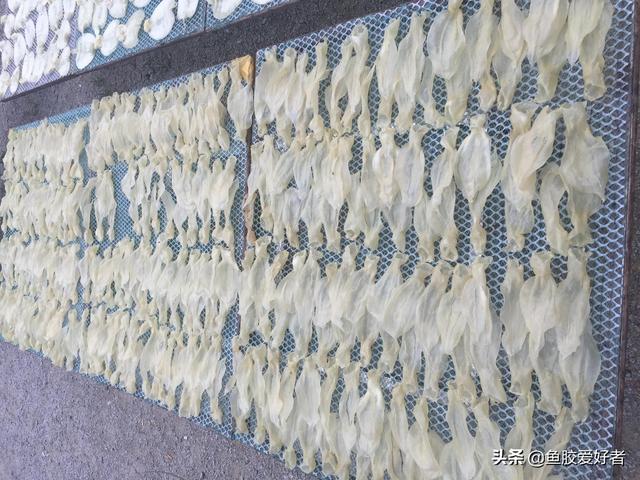 花胶公的价格多少 2026年花胶的价格一般多少钱一