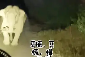 云南一货车司机半夜遇到大象袭击，冷静自救，开车遇到动物怎么办图片