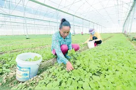 育才雅林村常年蔬菜基地：“雨水”浇灌大棚菜 日供8000斤保供应图片