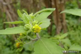 中药豨莶草，用于高血压、中风后遗症，皮肤病瘙痒湿疹图片