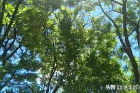 嗨！龙湖公园，好久不见~图片