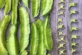 打个赌 这种豆你肯定没吃过图片