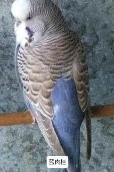 黄绿鱼鳞鹦鹉