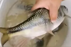 罕见？宣城巨型“溪石斑鱼王”被钓起，大爷：保护资源，放了吧图片