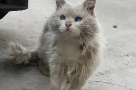 遇到一只流浪田园猫，看清模样后却愣住了：这颜值也太顶了吧图片