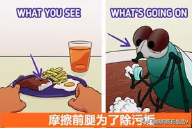 用科学证明，苍蝇已经超出人们想象的9个有趣事实图片