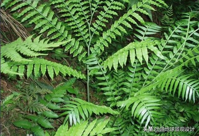 背阴 背阴的意思_品学知识网