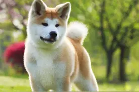 最爱咬人的几种狗，远远看见后溜就对了图片