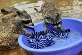 浣熊为什么爱洗衣服？原因令人哭笑不得图片