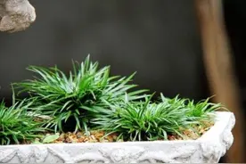 遇到4种小植物，回家养起来，打造成漂亮小盆景图片