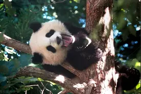 大熊猫凶猛，一掌拍断豺犬脊梁骨！如果遇到野生华南虎，能赢吗？图片