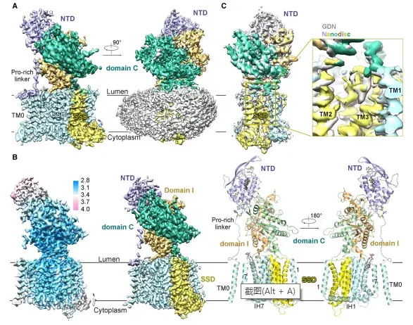 不服不行！又是颜宁！再发顶刊Cell！揭示胆固醇分子“转运旅程”