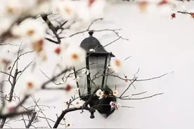 5首古风歌曲你听过几首？图片