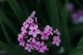 无言独上西楼，月如钩图片