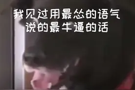 你见过用最怂的语气说的最狠的话是什么？图片