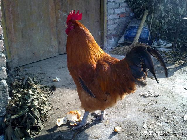 如何配制肉鸡各阶段日粮？