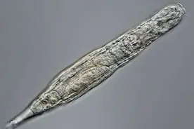 人类长生有望？科学家复活史前生物遗骸，24000岁的高龄仍可生育图片