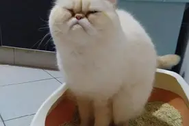 猫咪拉屎，表情100分，姿势100分，结局0分图片