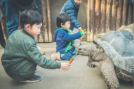 这是日本关西人气必去景点，在神户动物王国，和水豚君近距离接触图片
