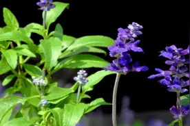 鼠尾草怎么种植，什么季节种植图片