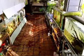 “养鱼狂魔”家有20个鱼缸，让我们看看都养了什么鱼？膜拜大神吧图片
