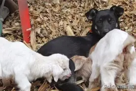 一窝小羊因主人贪吃失去母爱，被两只狗狗养大了，发生转基因了？图片