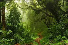 地球之肺亚马逊雨林，绿色的天堂却是人类禁区，到底有多恐怖？图片