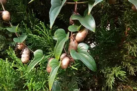 野山药是一种什么样的植物？图片