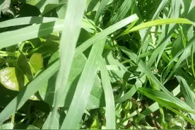 甘蔗苗栽你是否见过？种子育苗新种法，节约种子成本好成活图片