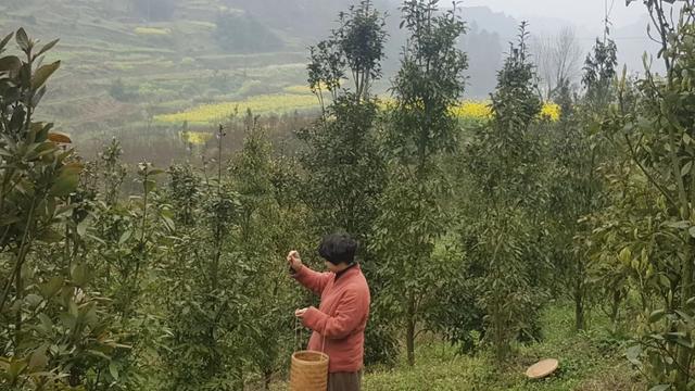 西望山下，“虫茶”完爆“猫屎咖啡”