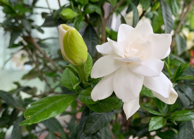 栀子花不适合家庭养？是你被“坑”了，它很好养，掌握技巧即可