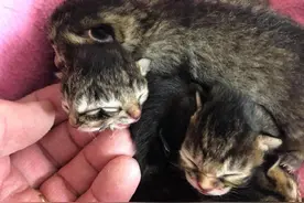 爱猫怀孕，然而诞下的是一只"怪物"，铲屎官：再害怕也想留住它图片