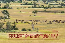 为什么热带草原气候，又会被称为“萨瓦纳气候”？图片