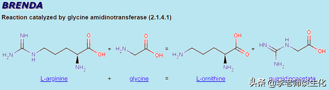 氨基酸衍生物代谢（二）