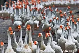 若手中有闲钱，教你犹太人“卖鹅”思维，读懂它，让你变得不平凡图片