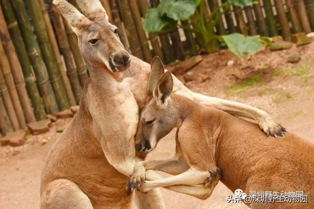 “高质量”求爱大作战，果然画风清奇