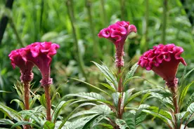 5款花农村遍地都是，春季撒点种，年复一年开花，开花美且花期长图片