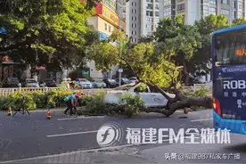一声巨响！福州闹市区行道树压塌小车图片