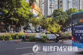 一声巨响！福州闹市区行道树压塌小车图片