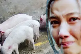 为什么在规模猪场打工的人，回家自己养猪，十个养猪九个亏图片