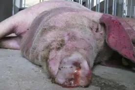 猪传染性胸膜肺炎原来是这么回事，这回真的长知识了图片