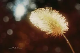 秋风起兮，归途里，有绮梦路过时散落的流光图片