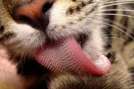 雄性老虎长出奇怪的倒刺，为繁衍后代而伤害雌性？进化过程被逼的图片