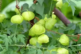 我国南方常见的倒地铃有什么利用价值？图片