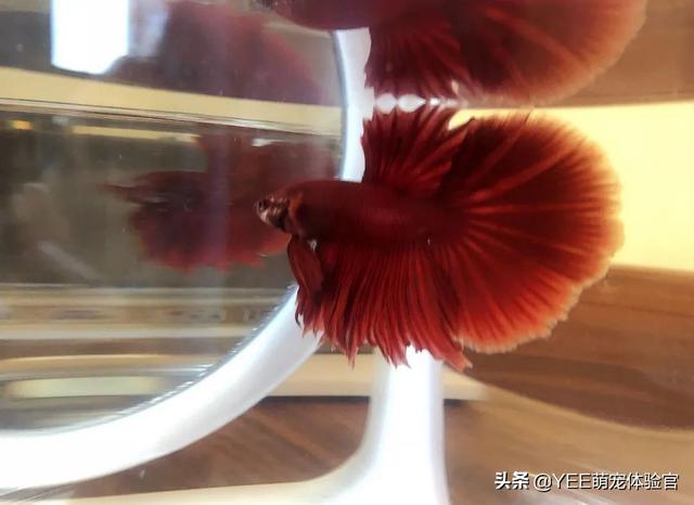 为什么鱼的鱼鳞会竖起来