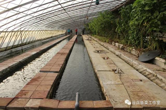 鱼菜共生植物缺素新认知